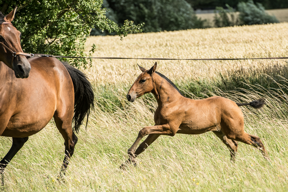 do Luar 20200705-1216