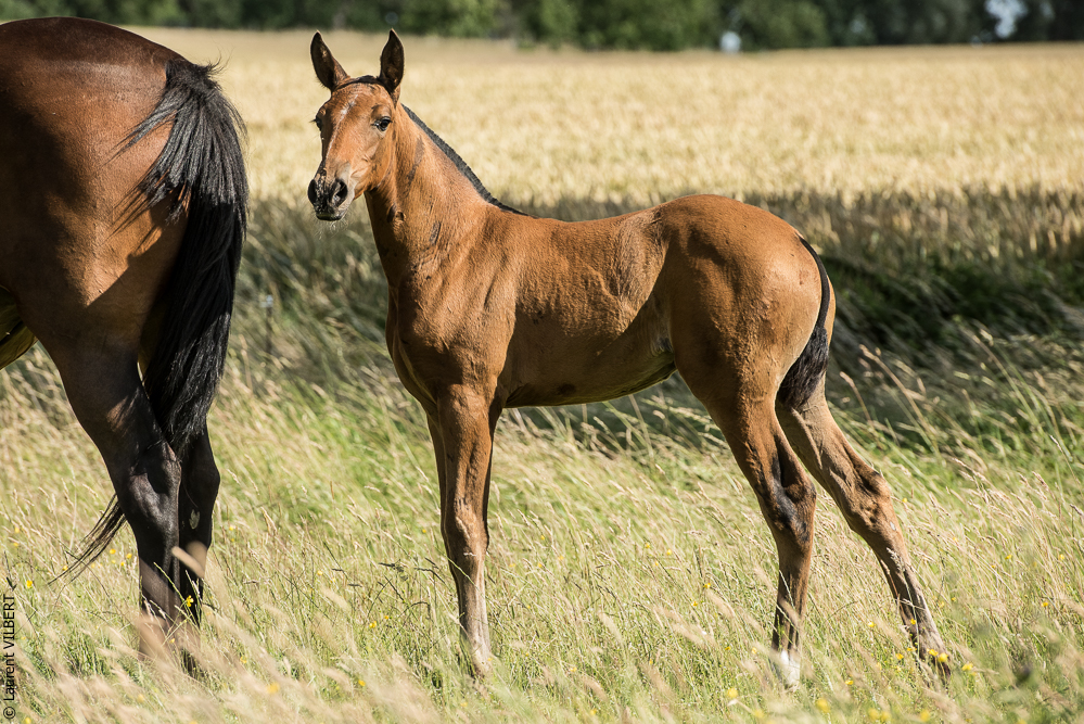 do Luar 20200705-1218