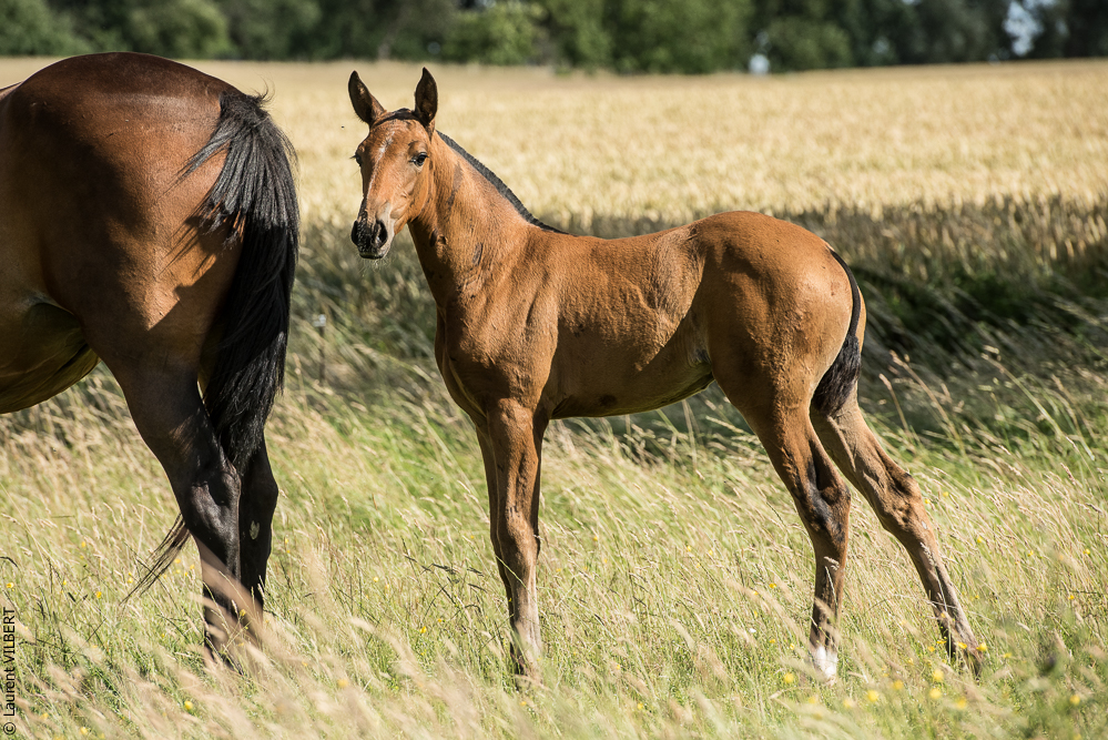 do Luar 20200705-1219