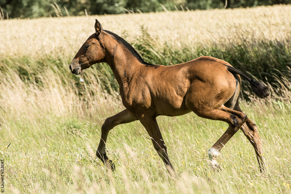 do Luar 20200705-1222
