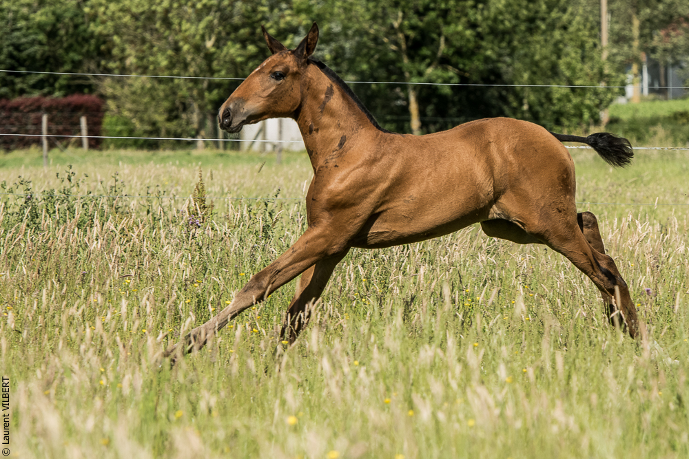 do Luar 20200705-1236