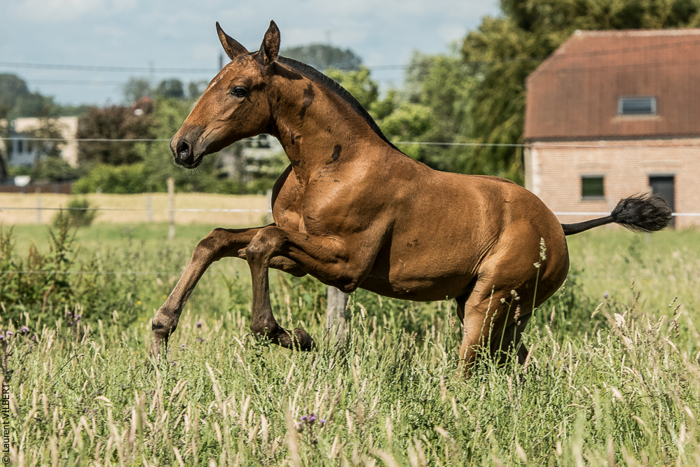 do Luar 20200705-1238