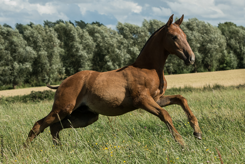 do Luar 20200705-1315