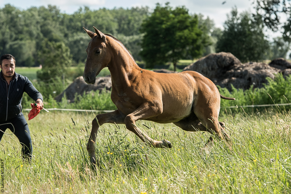 do Luar 20200705-1342