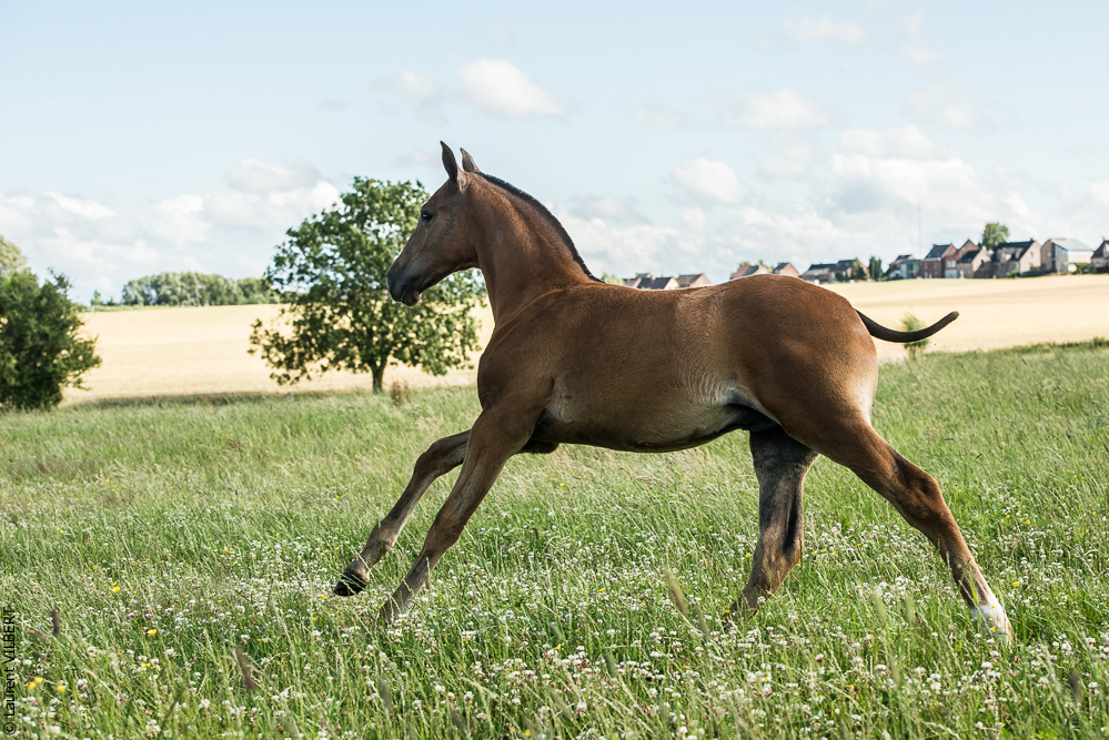 do Luar 20200705-1349