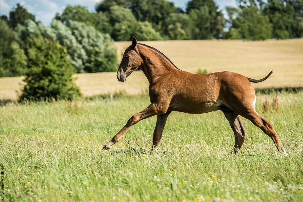 do Luar 20200705-1361