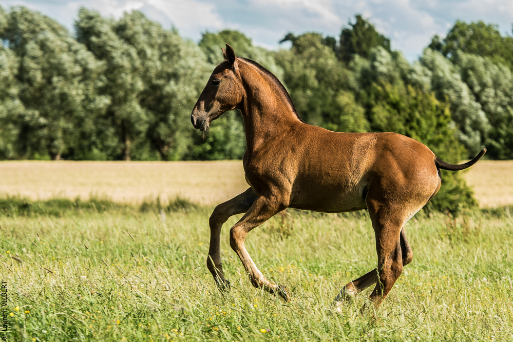 do Luar 20200705-1362
