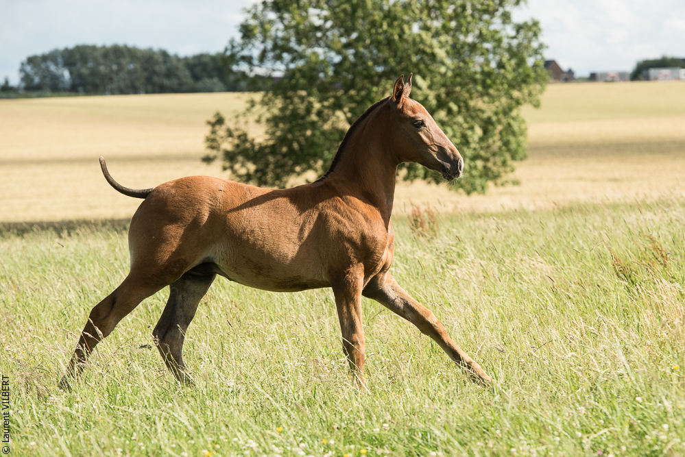 do Luar 20200705-1378