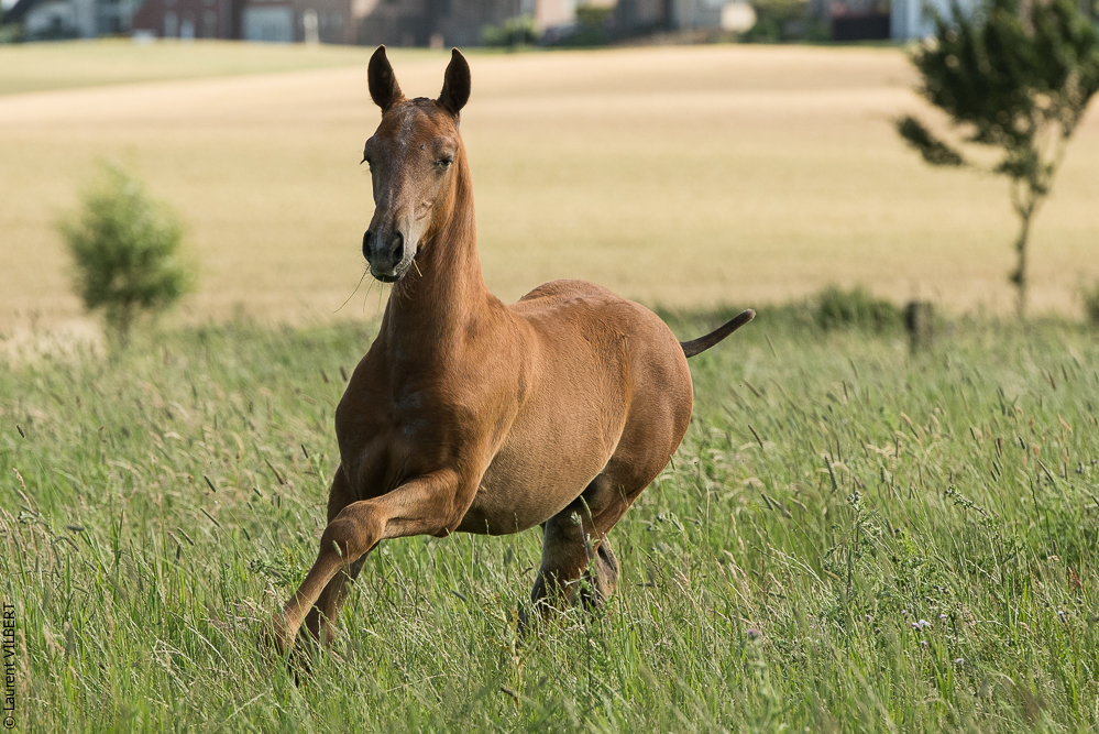 do Luar 20200705-1383