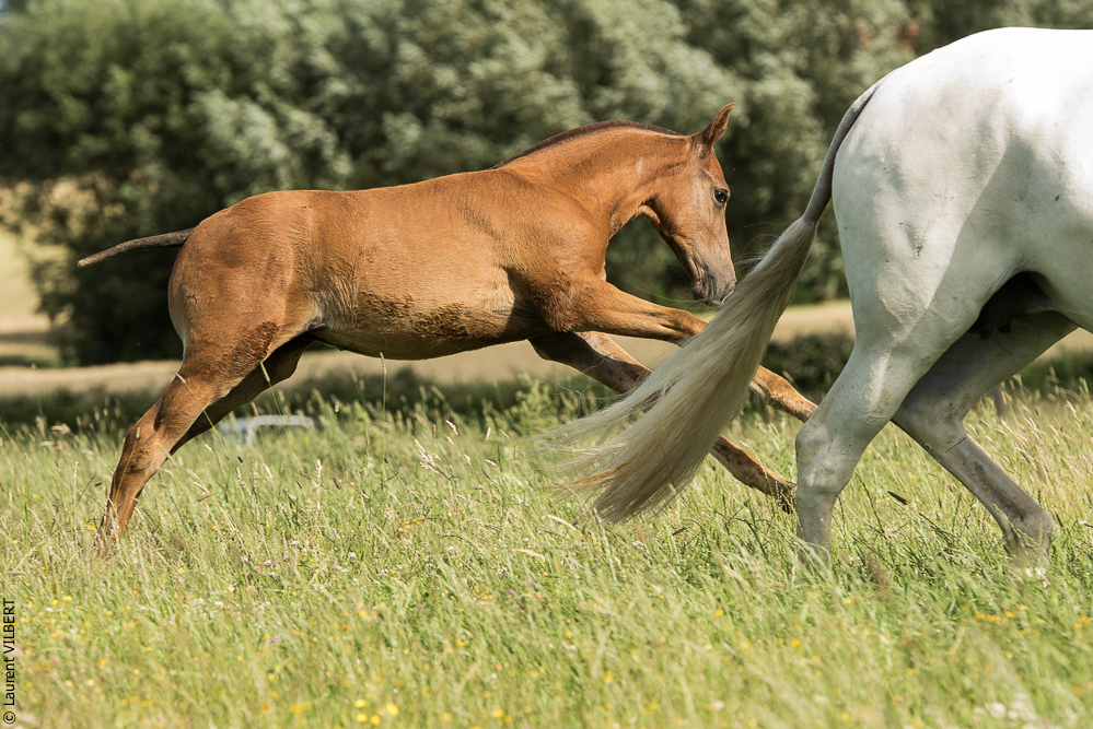 do Luar 20200705-1396