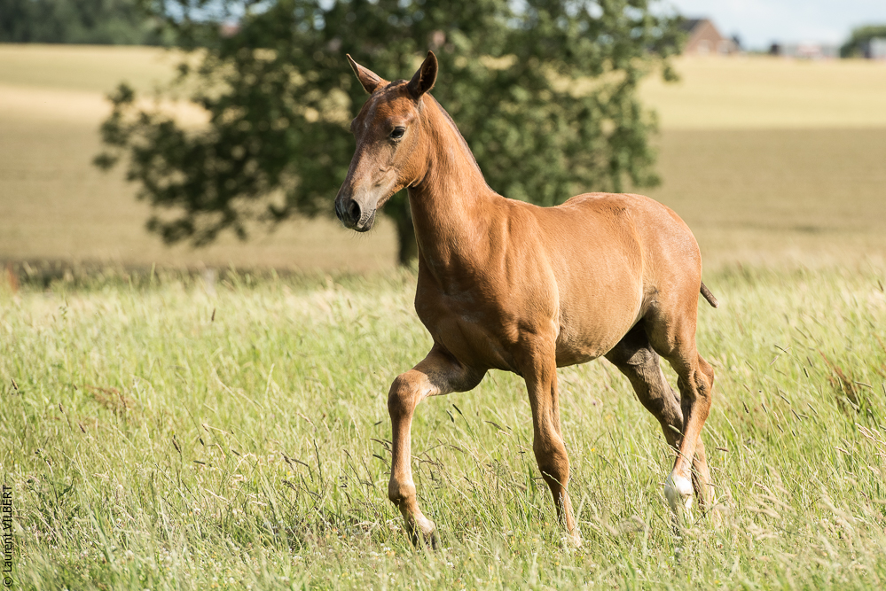 do Luar 20200705-1399
