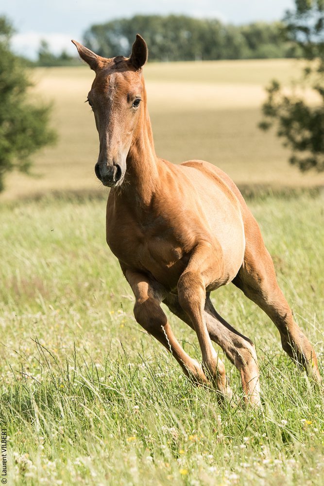 do Luar 20200705-1401