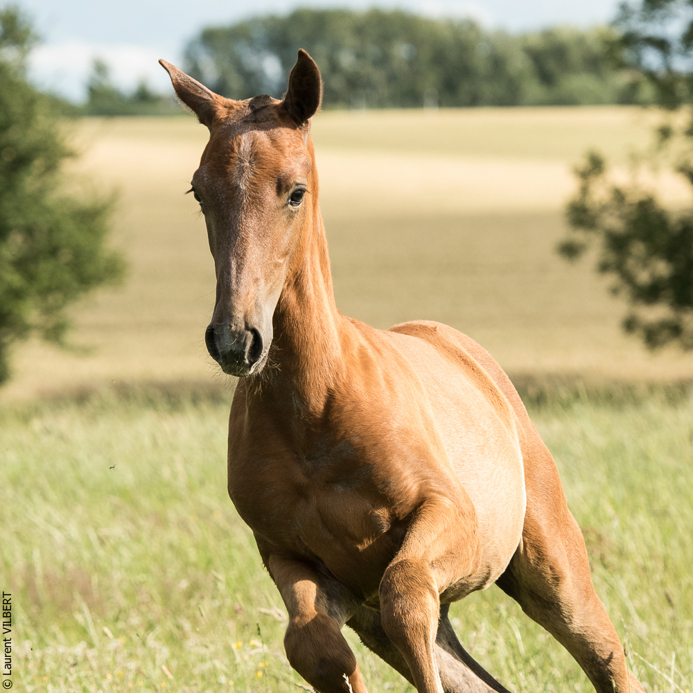 do Luar 20200705-1401