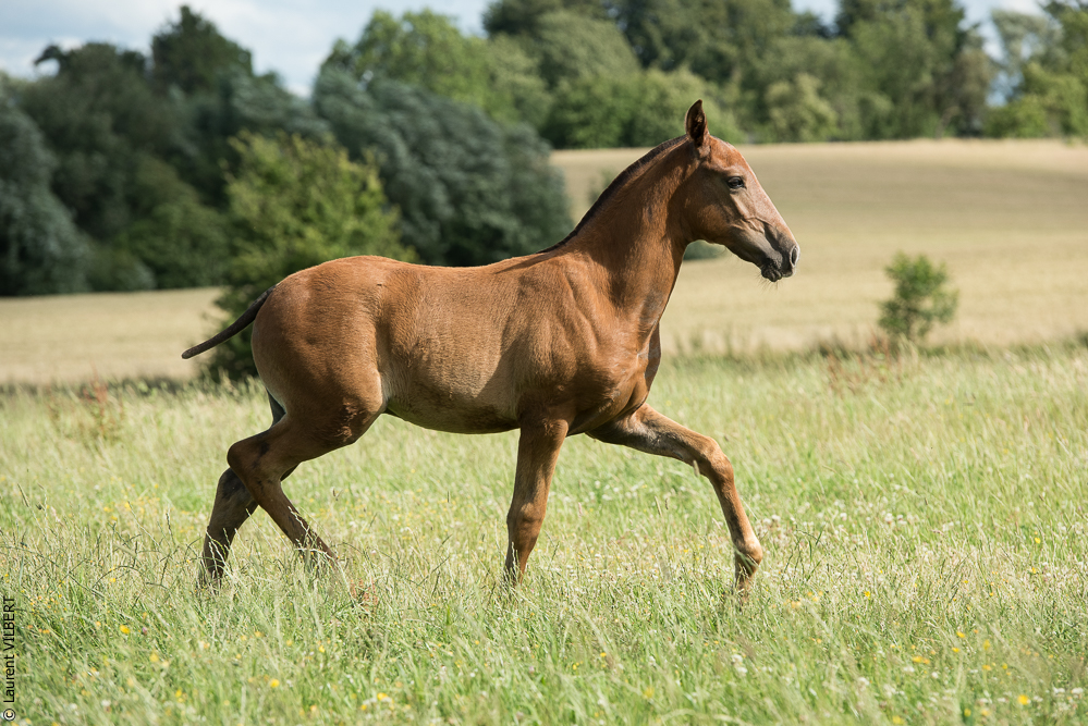 do Luar 20200705-1408