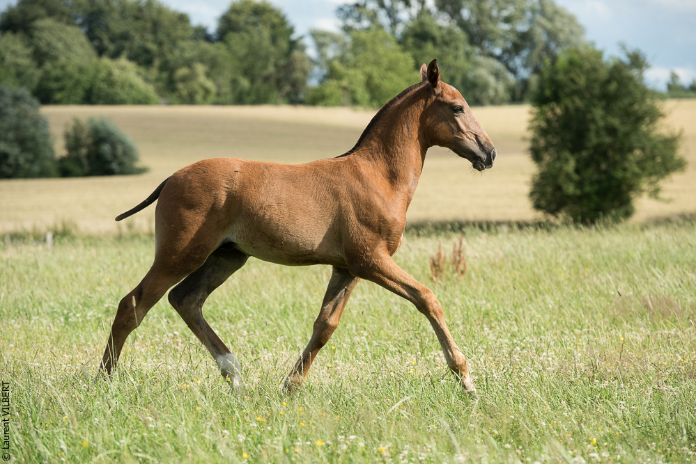 do Luar 20200705-1410