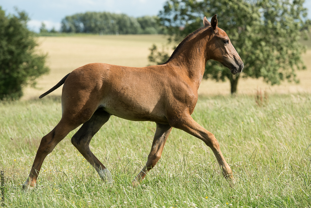 do Luar 20200705-1413