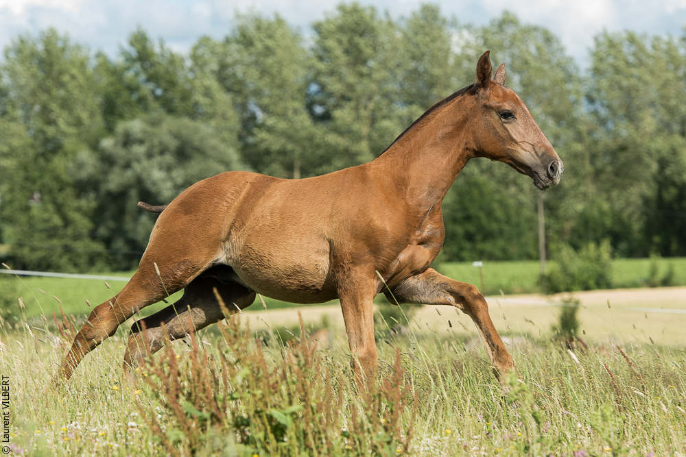 do Luar 20200705-1425