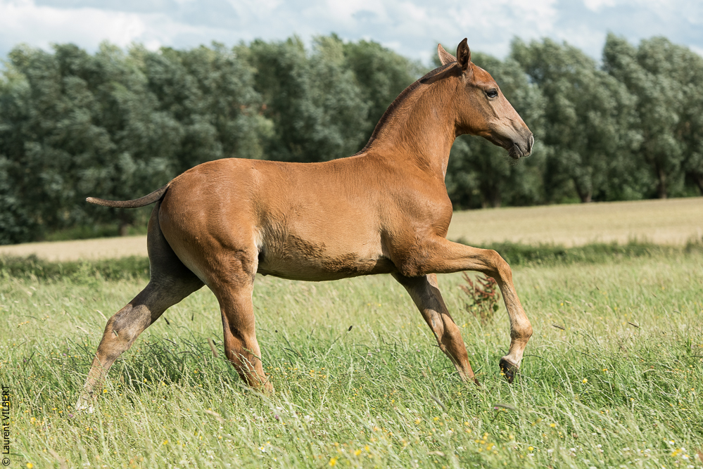 do Luar 20200705-1428