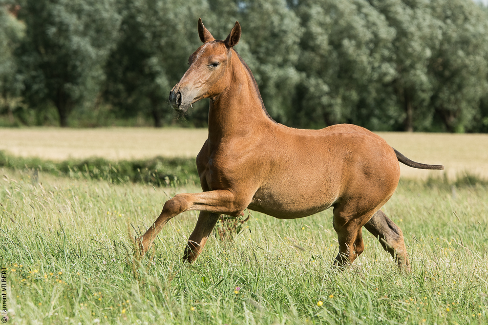 do Luar 20200705-1429