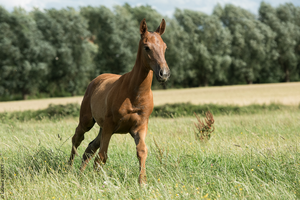 do Luar 20200705-1431