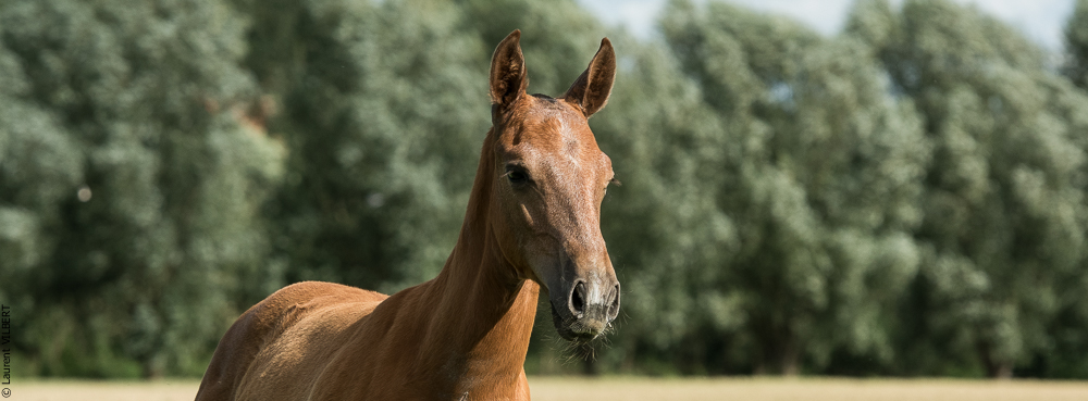 do Luar 20200705-1431
