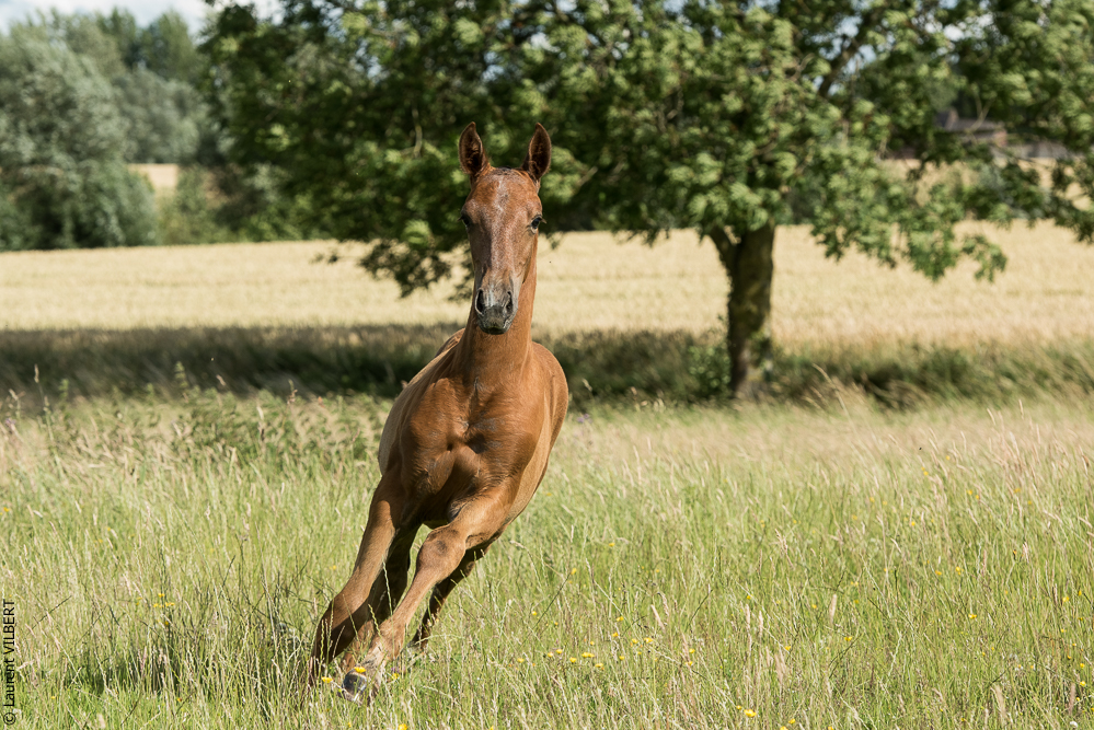 do Luar 20200705-1444