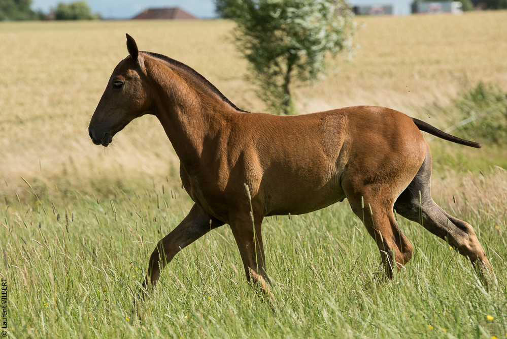 do Luar 20200705-1449
