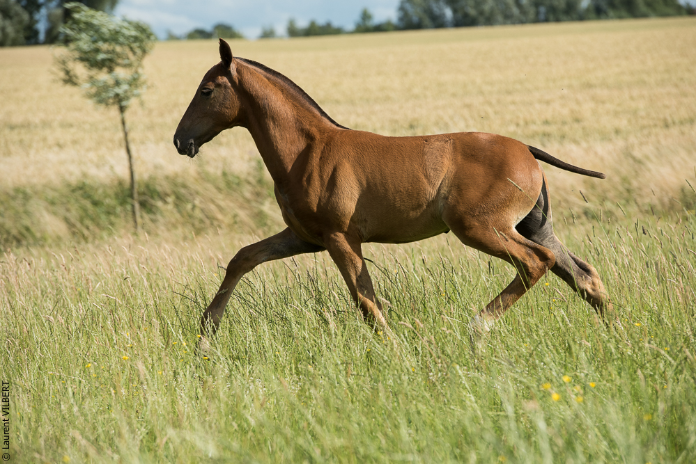 do Luar 20200705-1451