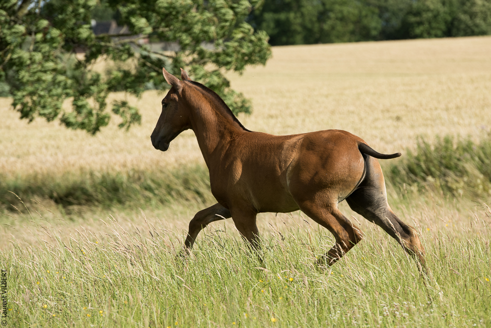 do Luar 20200705-1455