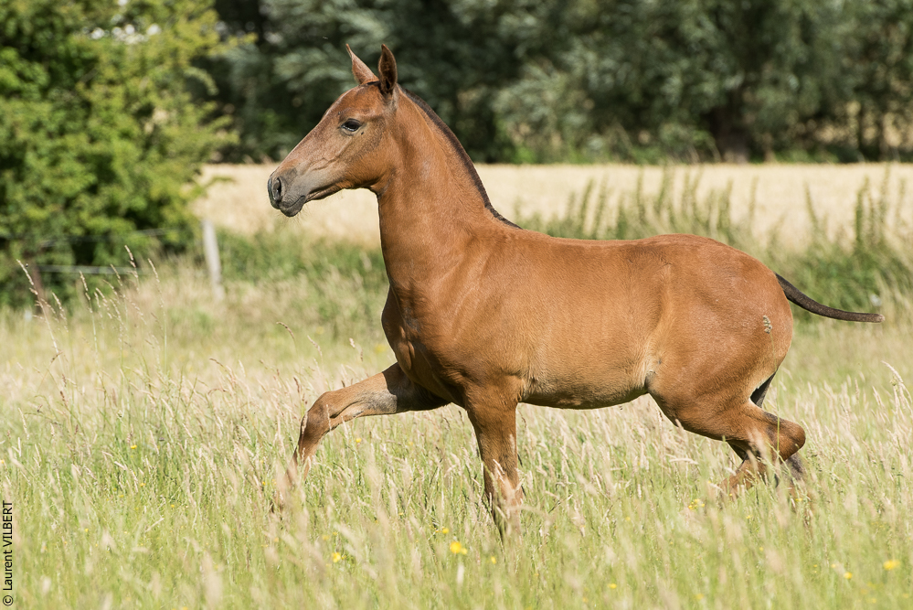 do Luar 20200705-1459