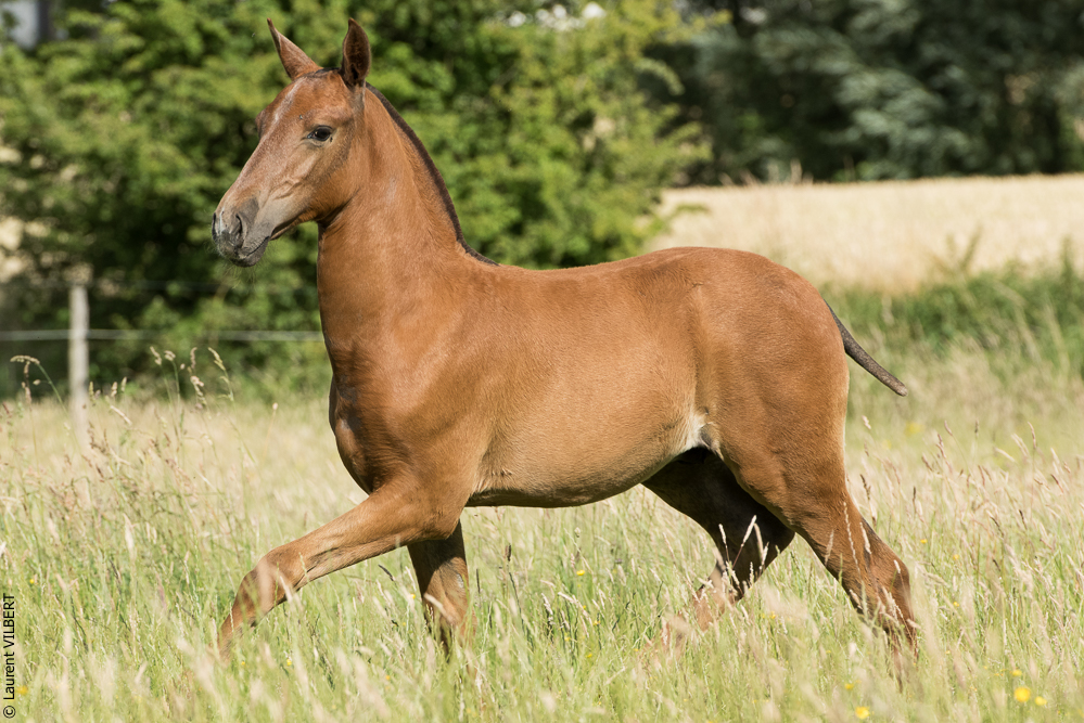 do Luar 20200705-1460