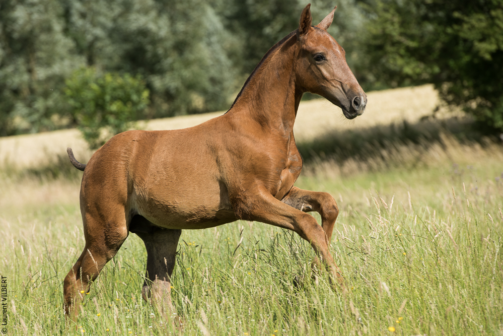 do Luar 20200705-1467