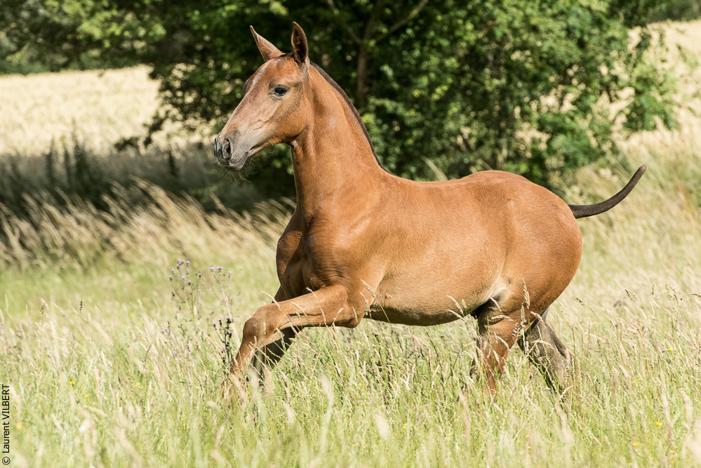 do Luar 20200705-1473