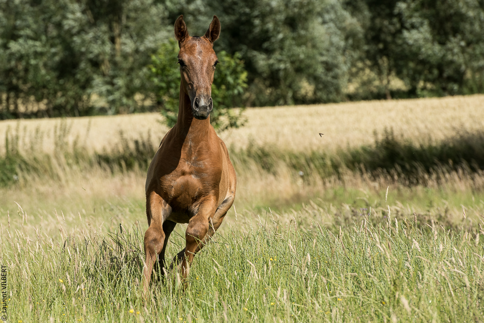 do Luar 20200705-1476