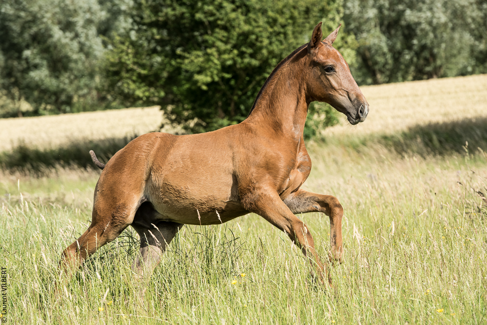 do Luar 20200705-1478