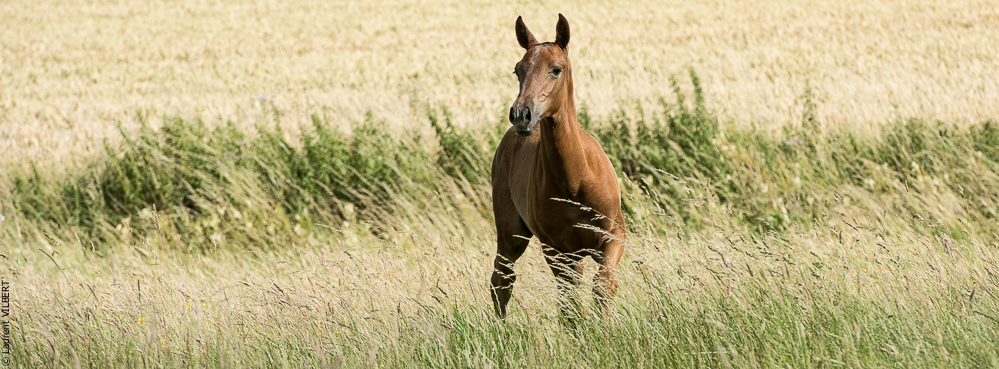 do Luar 20200705-1482