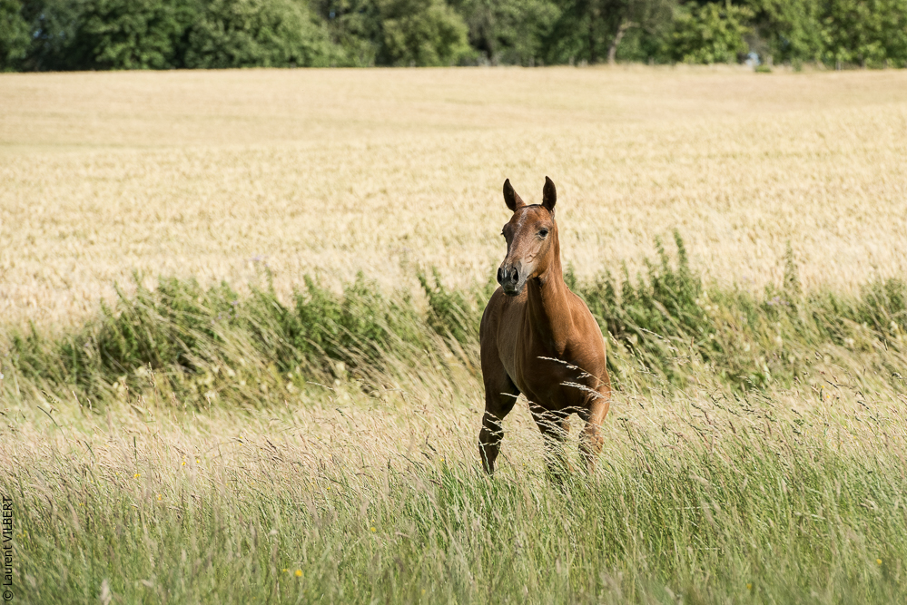 do Luar 20200705-1482