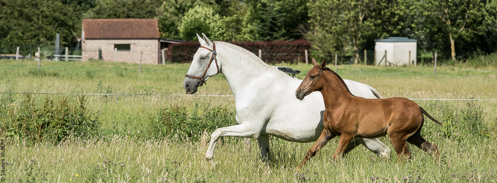 do Luar 20200705-1491