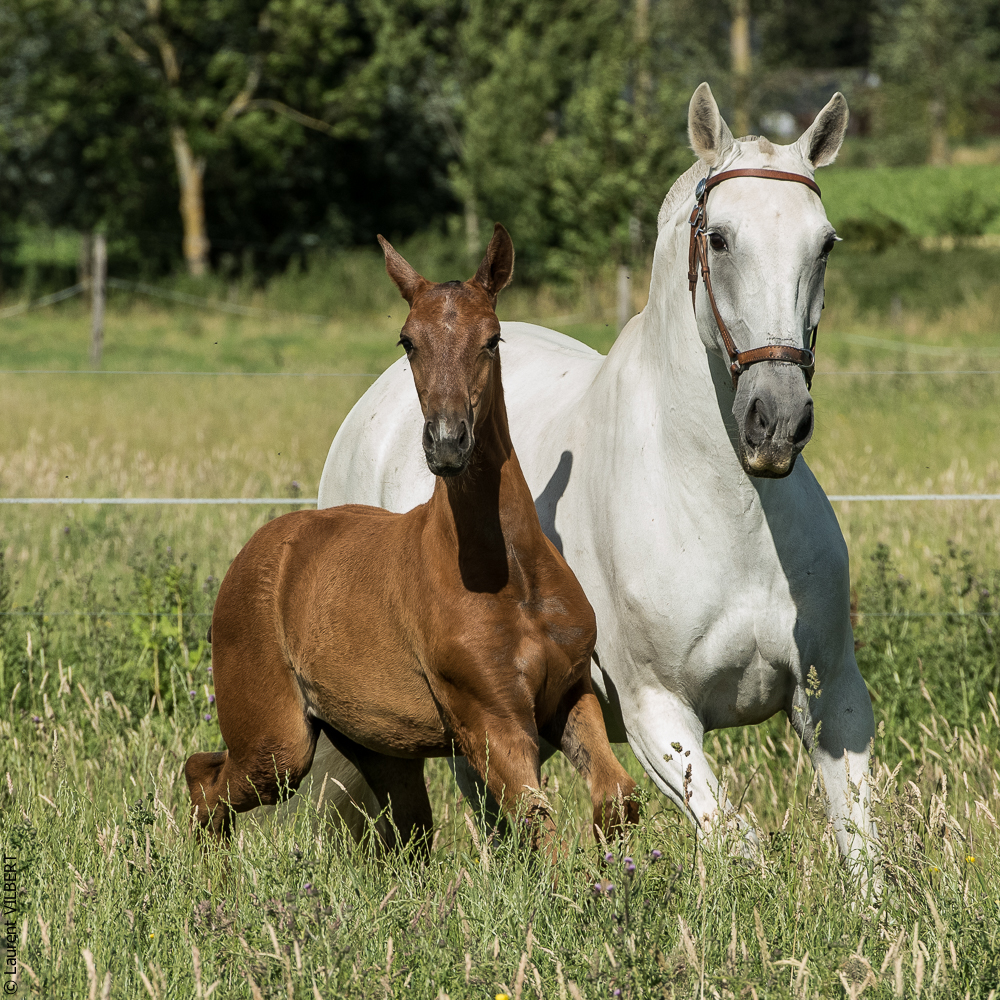 do Luar 20200705-1496