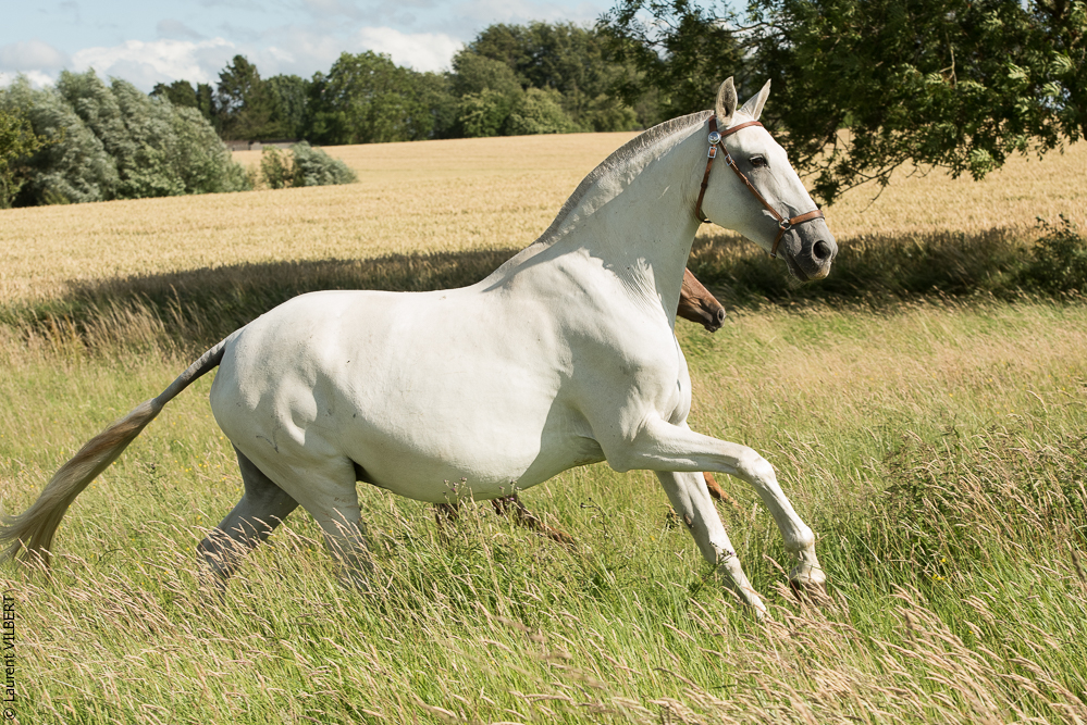 do Luar 20200705-1509