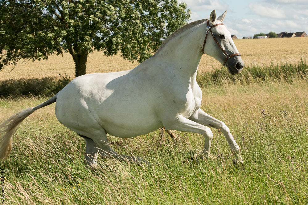 do Luar 20200705-1510