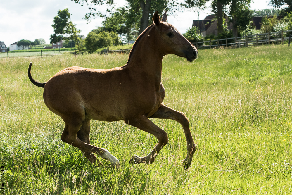 do Luar 20200705-1515
