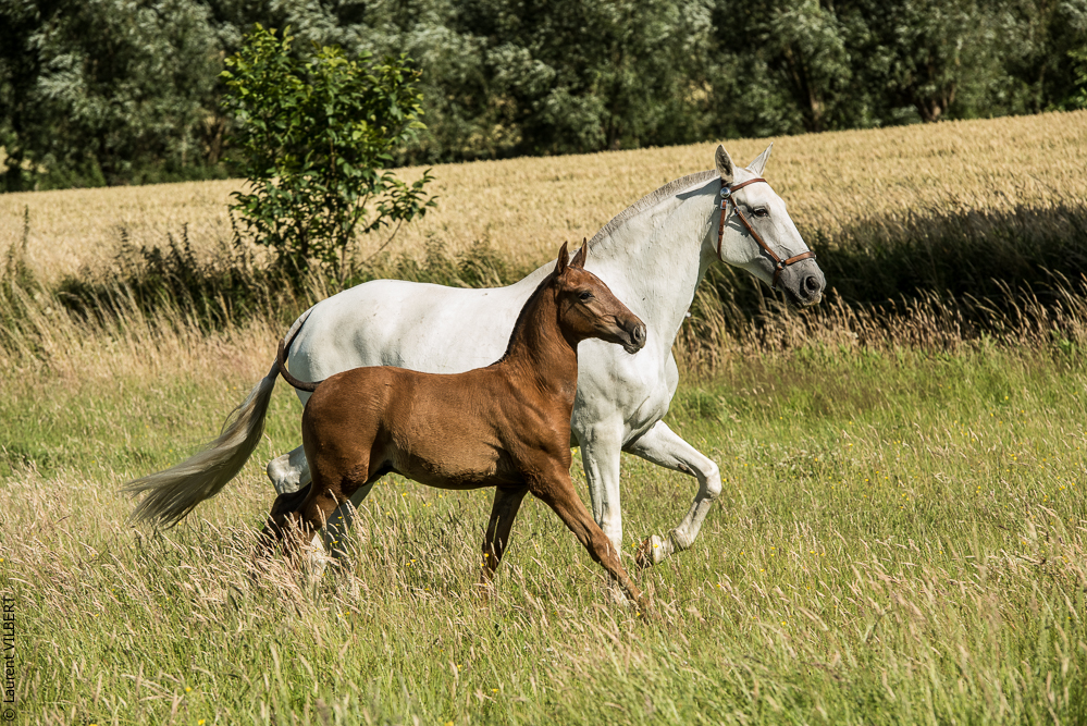 do Luar 20200705-1524