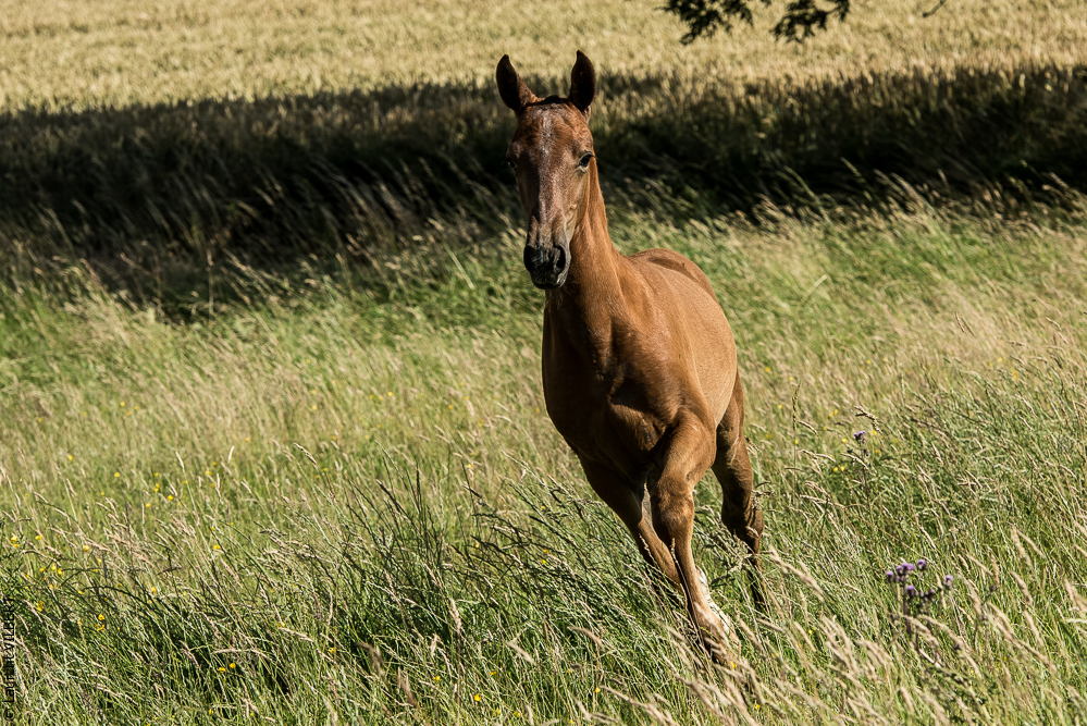 do Luar 20200705-1529
