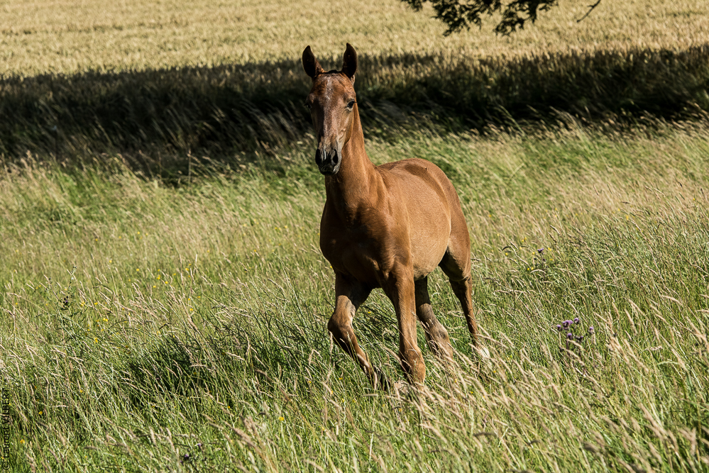 do Luar 20200705-1530