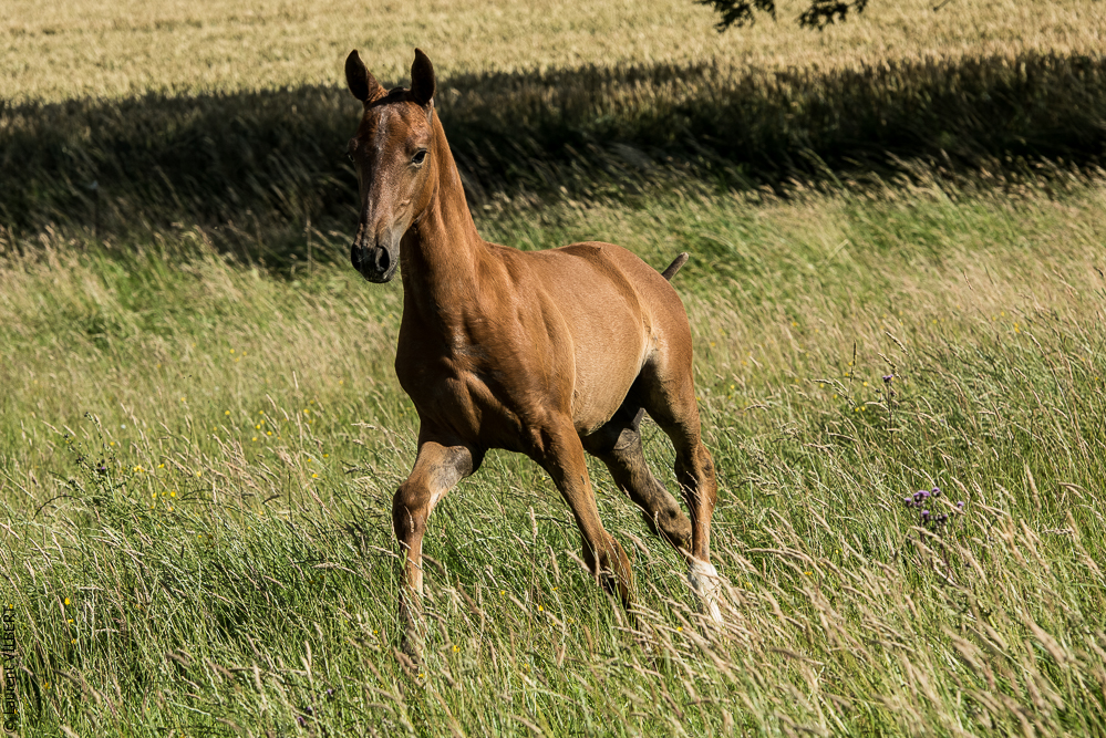do Luar 20200705-1531