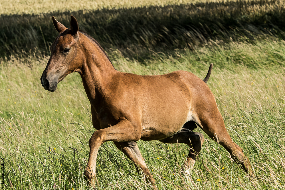 do Luar 20200705-1532
