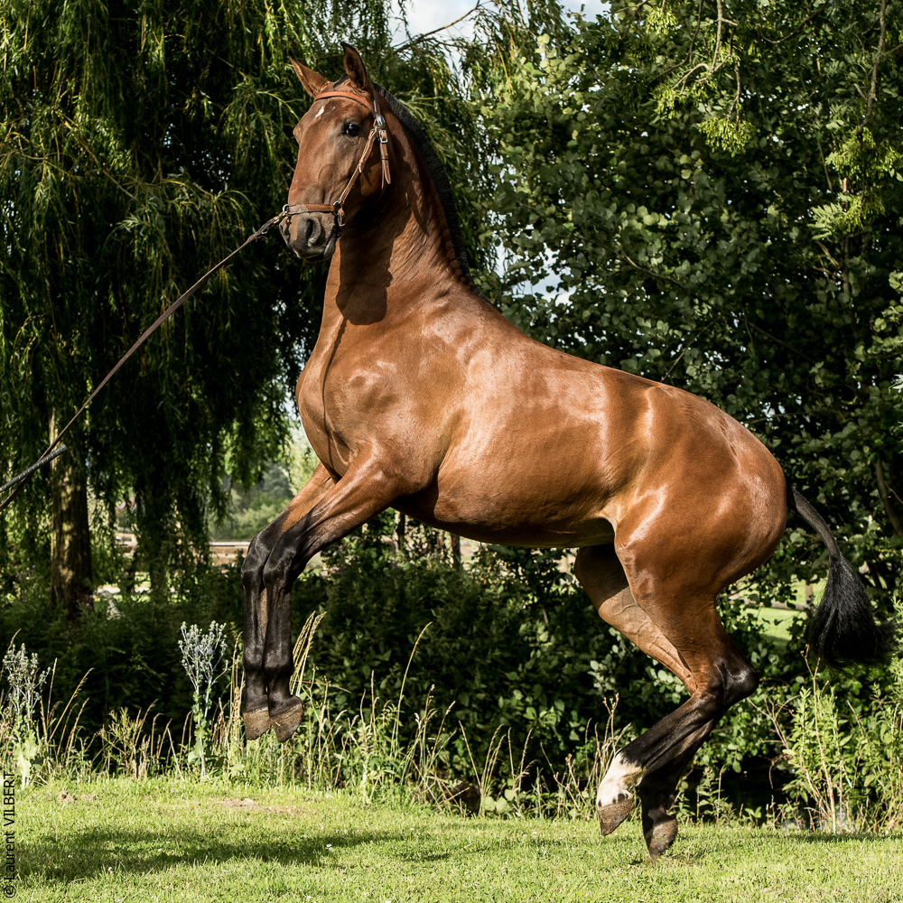 do Luar 20200705-1870