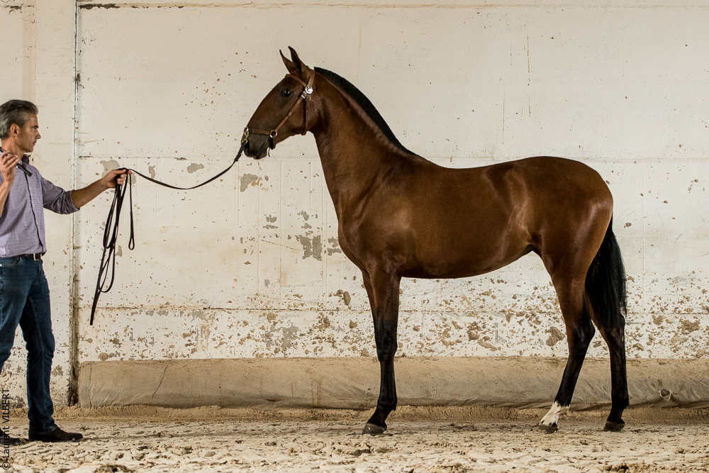 do Luar 20200705-1965