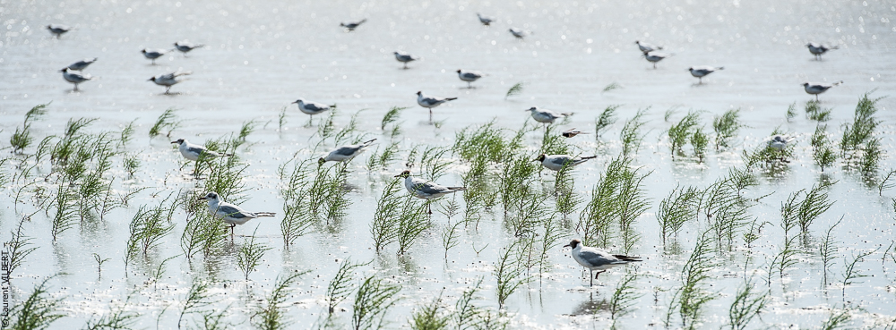 Anabelle 20120722-0367